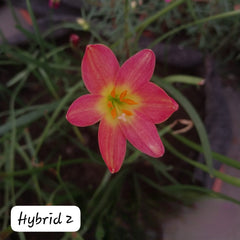 2-Toned Rain Lily Bulbs (Hybrid 02)– Premium Bi-Color Collection