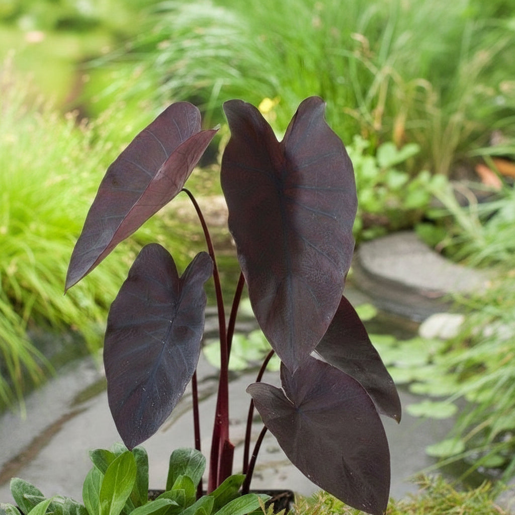 Alocasia Black Bulb  Exotic Foliage for Stylish Gardens