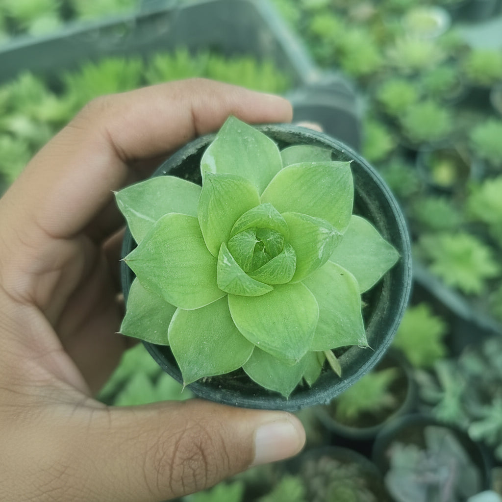 Haworthia Succulent – Indoor Decorative Low-Maintenance Plant