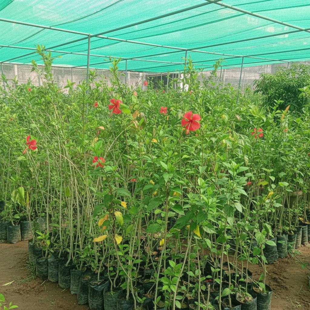 Hibiscus Plant – Colorful Tropical Flowering Plant