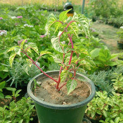 Coleus Plants – Vibrant Colorful Foliage Plants