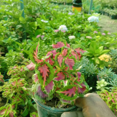 Coleus Plants – Vibrant Colorful Foliage Plants