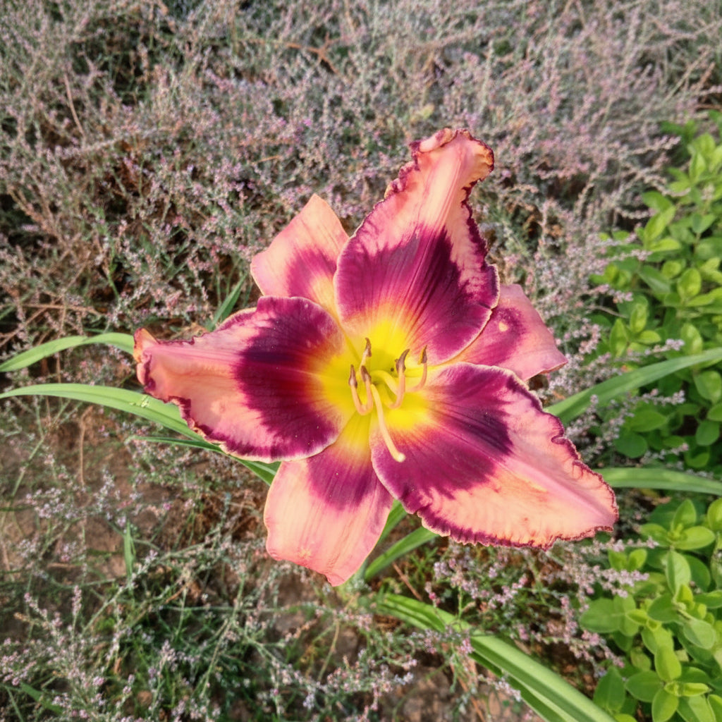 Imported Day Lily Bulbs – Premium Hybrid Zephyranthes Collection