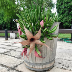 Gul-e-Laila Plant – Ornamental Fragrant Flowering Plant