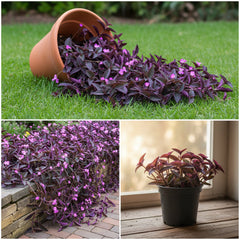 Purple Heart Plant – Tradescantia Pallida Ornamental Foliage Plant