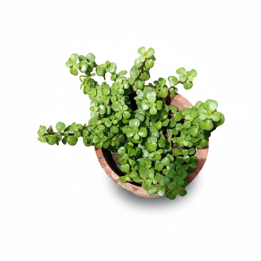 Jade Plant  Symbol of Prosperity and Good Luck