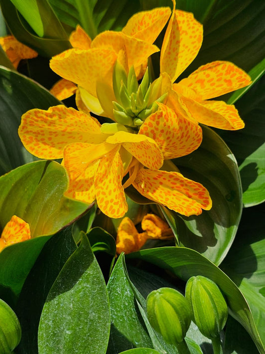 Tiger Canna Lily Bulb – Exotic Spotted Tropical Flowering Plant
