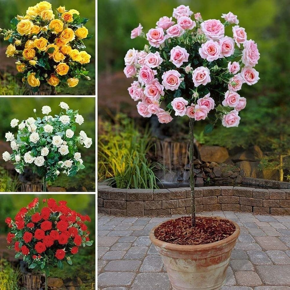 Standard Rose Plant  Elegant, Long-Stemmed Roses for Premium Gardens