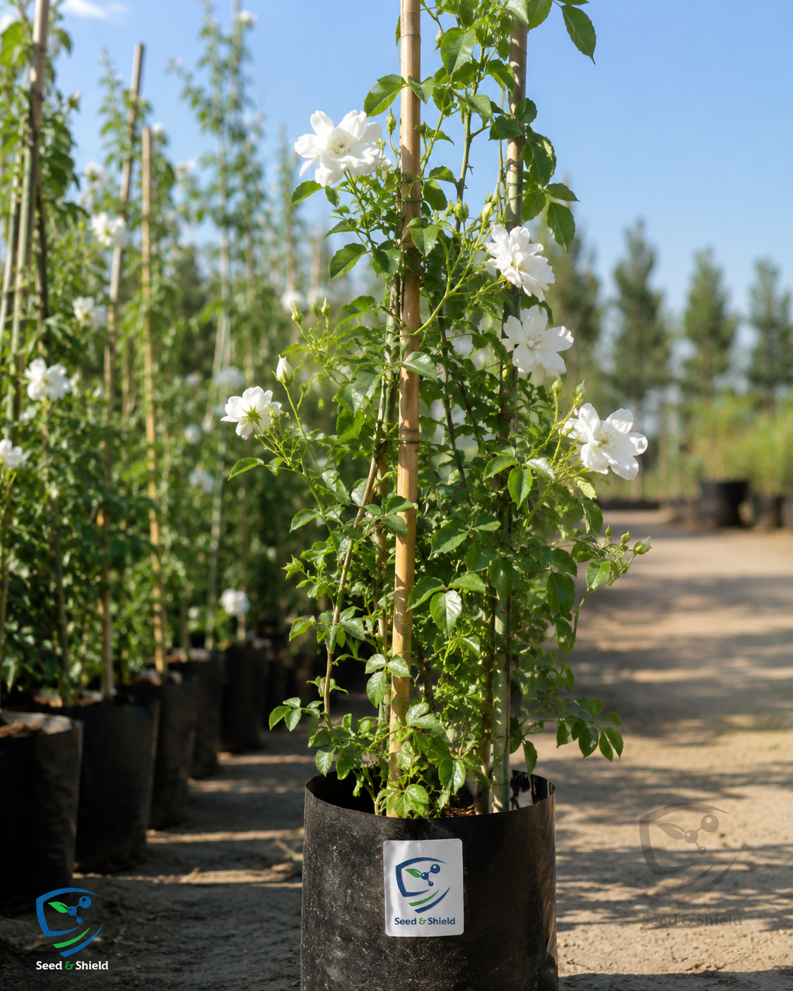White Climbing Rose Plant (Big Size) – Elegant Fragrant Rose Vine