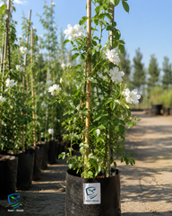 White Climbing Rose Plant (Big Size) – Elegant Fragrant Rose Vine