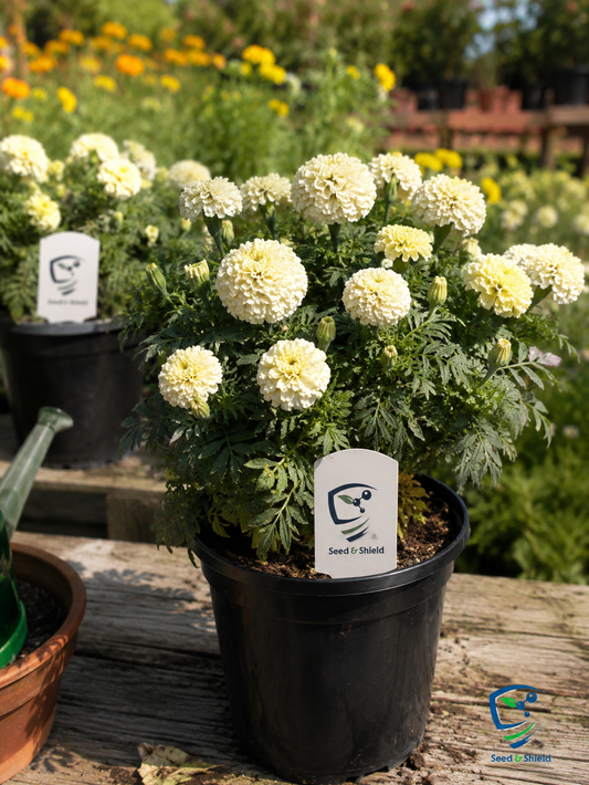 White Marigold Plant  Elegant & Easy-Growing Flowering Plant