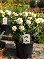 White Marigold Plant  Elegant & Easy-Growing Flowering Plant