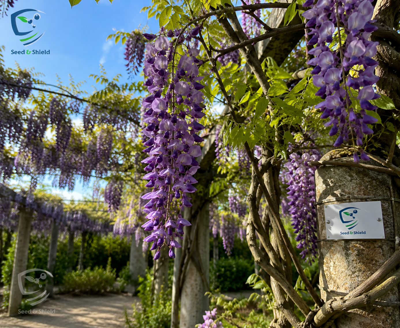 Wisteria Vine (Wasteria Bail) | Elegant Flowering Climber