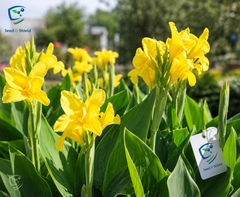 Yellow Canna / Cana Lily Tropical Brightness for Your Garden