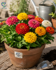 Zinnia Super Yoga Seeds – Large Bloom Summer Flower