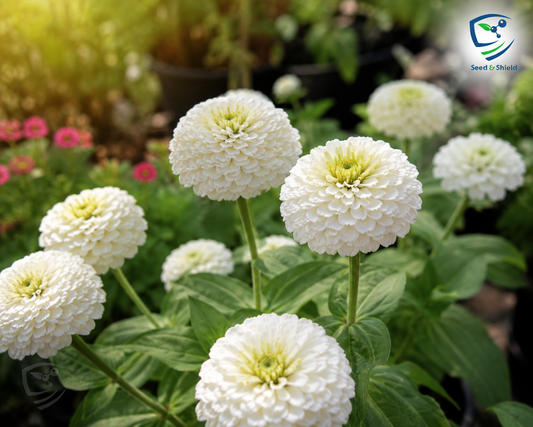 F1 Zinnia Dwarf White Seeds – Compact Summer Flower