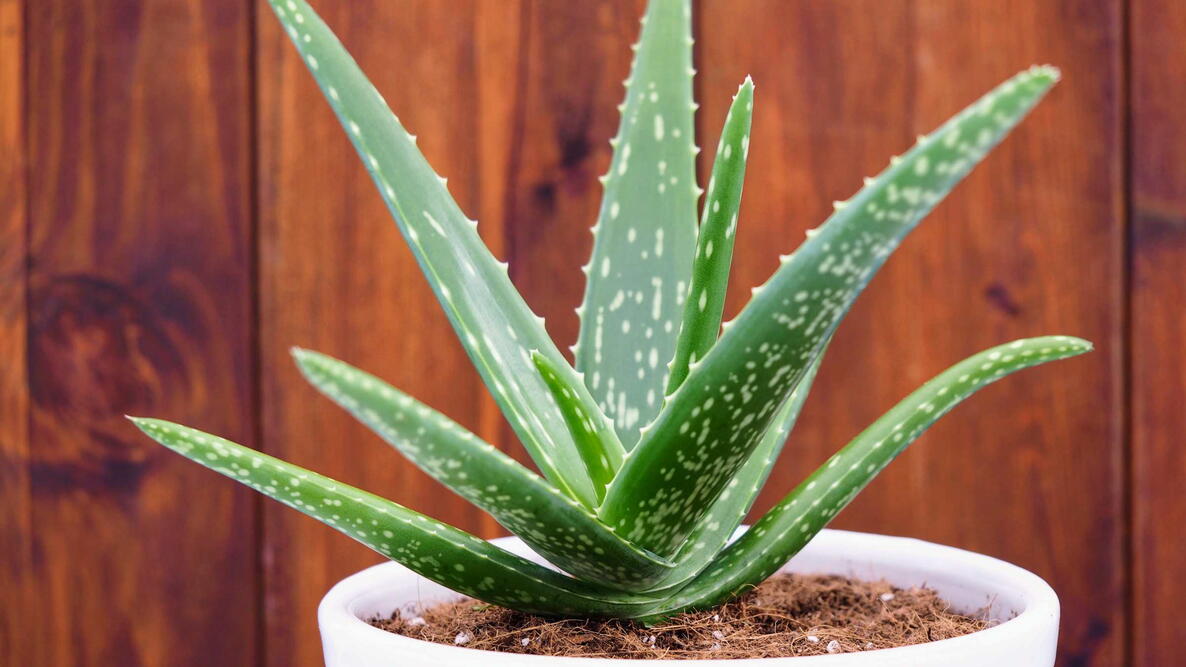 Aloe Succulent Plants | Hardy Indoor & Outdoor Decorative Plants