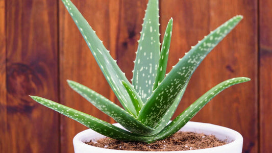 Aloe Succulent Plants | Hardy Indoor & Outdoor Decorative Plants