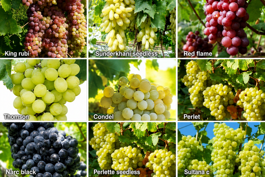 Grapes Cuttings for Sale  High-Quality Fruit Vine Cuttings for Home & Farm