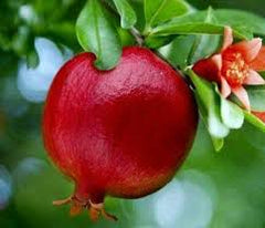 Qandhari Anaar  Grafted Fruit Plant (2 Year Old)