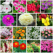All Season Flower Seeds Budget Pack  200+ Seeds for Seasonal Blooms