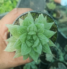 Haworthia Succulent – Indoor Decorative Low-Maintenance Plant