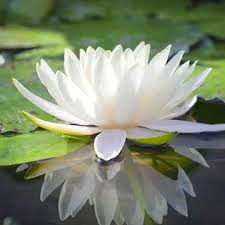 White Lotus Flower Seeds (10 Pack) | Aquatic Flower Seeds