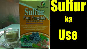 Sulphur Fertilizer for Plants (250 gm) | Improve Soil Health & Boost Yield
