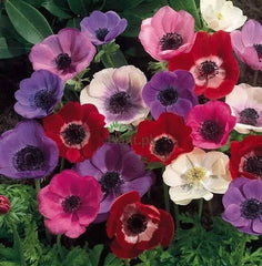 Anemone Flower Bulbs  Pack of 7 | Spring Blooms from Winter Sowing