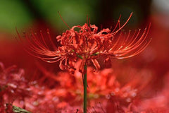 Red Spider Lily Bulbs | Exotic Flowering Plant for Garden Beauty