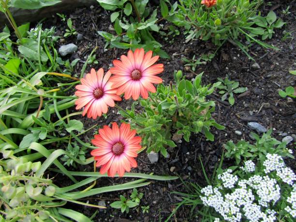 Alyssum Pink Flower Seeds | Fragrant Ground Cover for Borders & Pots