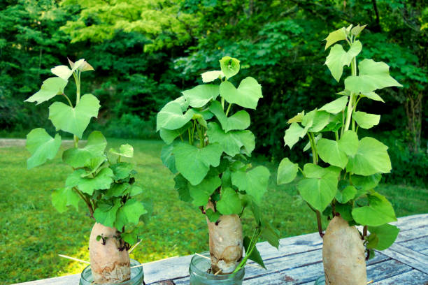 Sweet Potato Vine Paneeri  Fast-Growing Decorative Plant for Pakistan Gardens