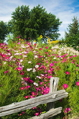 Morning Glory Mix Flower Seeds in Pakistan  Colorful Climbing Vine for Fences & Arches