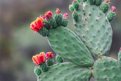Prickly Pear Succulent in Pakistan  Opuntia Cactus Plant for Home Gardens