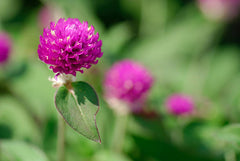 Buy Gomphrena Flower Seeds in Pakistan  Best Quality Globe Amaranth for Garden Color