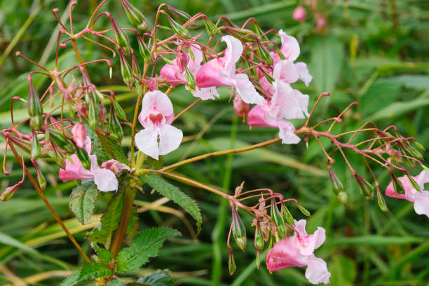 Balsam Flower Seeds | Summer Blooming Annuals