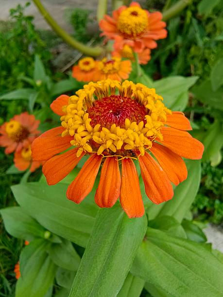 Zinnia Orange Flower Seeds | Summer-Blooming Heat-Tolerant Flowers
