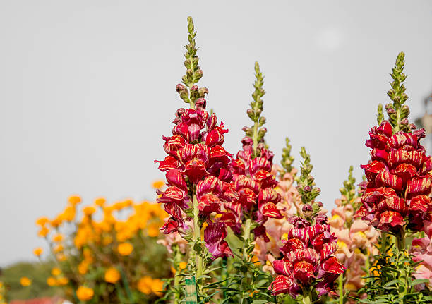 Antirrhinum Red & Yellow Flower Seeds | Bicolor Snapdragon Seeds for Winter