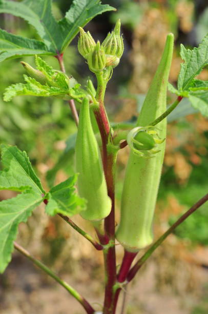 Hybrid Lady Finger Seeds (Bhindi)  High Yield & Fast Growth