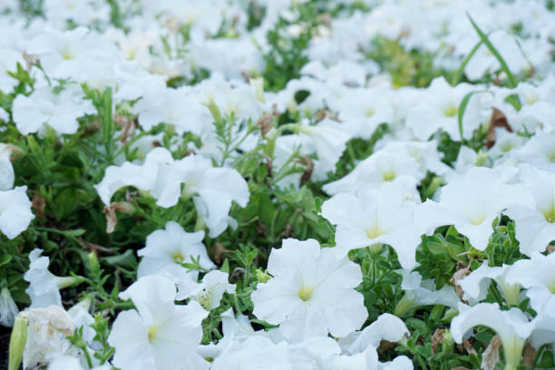 Petunia Fresh White Hybrid F1 Seeds   Seasonal Flower Seeds