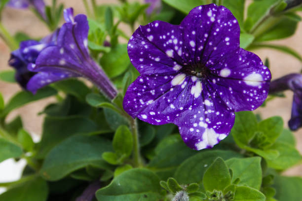 Petunia Blue Star Hybrid F1 Seeds in Pakistan  Winter Flowering Seeds