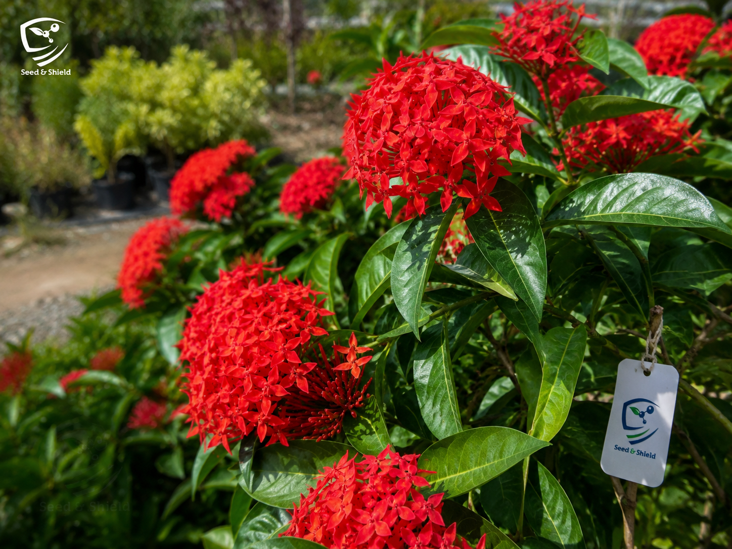 Small Ixora Red Plant | Evergreen Flowering Shrub for Gardens