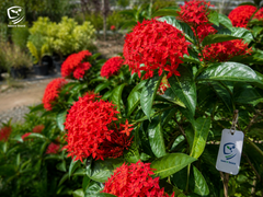 Small Ixora Red Plant | Evergreen Flowering Shrub for Gardens