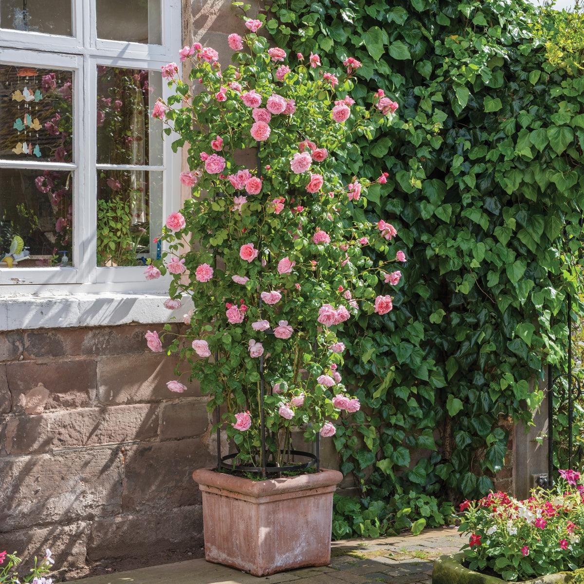 English Rose Strawberry Hill – Fragrant Climbing David Austin Rose