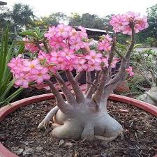 Adenium Arabic King of Crown Seeds (5 pcs) | Rare Desert Rose Variety