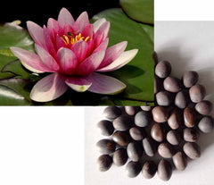 Pink Lotus Flower Seeds (10 Pack) | Sacred Aquatic Flower Seeds