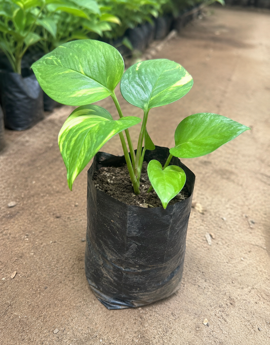 Small - Money Plant Fresh Start to Green Wealth