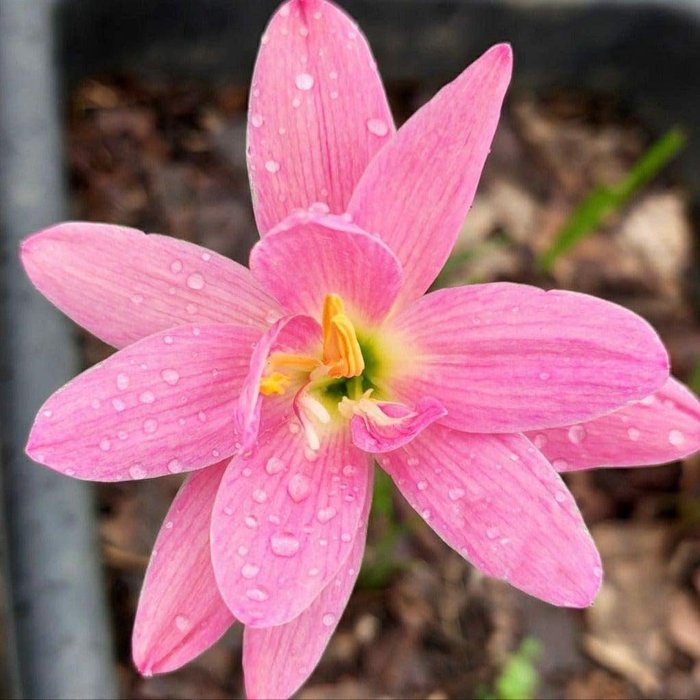 Rain Lily Hybrid Poonsap – Premium Double Petal Pink Bulb