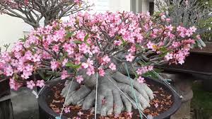 Adenium Arabicum Nangpaya 10 Seeds | Rare Desert Rose Hybrid