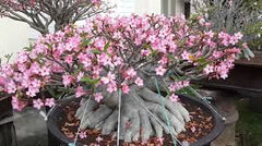 Adenium Thai Nangpaya Seeds (5 pcs) | Imported Desert Rose Variety